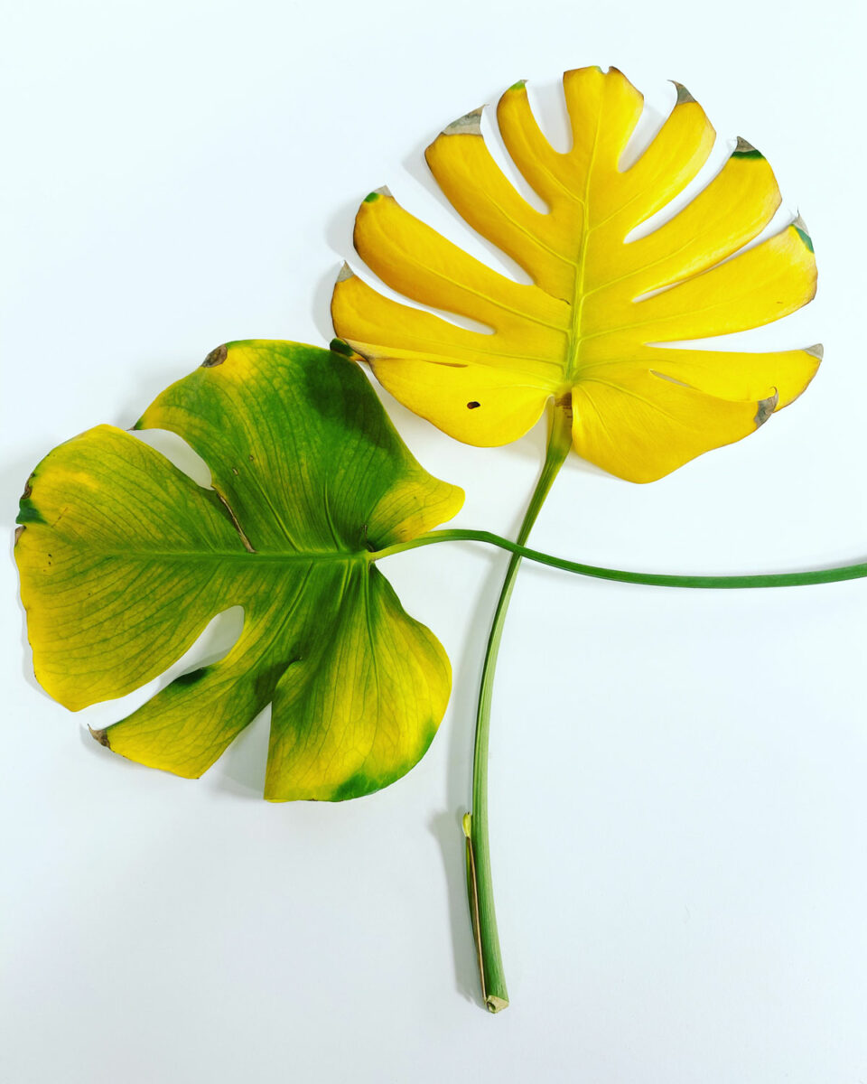 Monstera Yellow Leaves Top 7 Causes Extra Tips monstera-yellow-leaves-top-7-causes-extra-tips