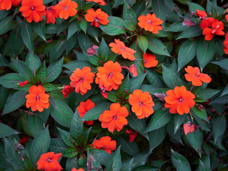 How to Grow Impatiens in Pots 5 Important Tips