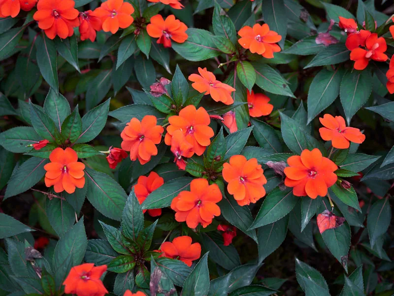 new-guinea-impatiens