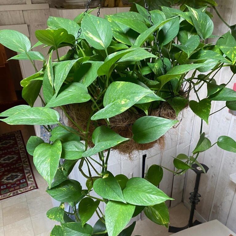 The Very Best Soil for Devils Ivy: 3 Awesome Choices 