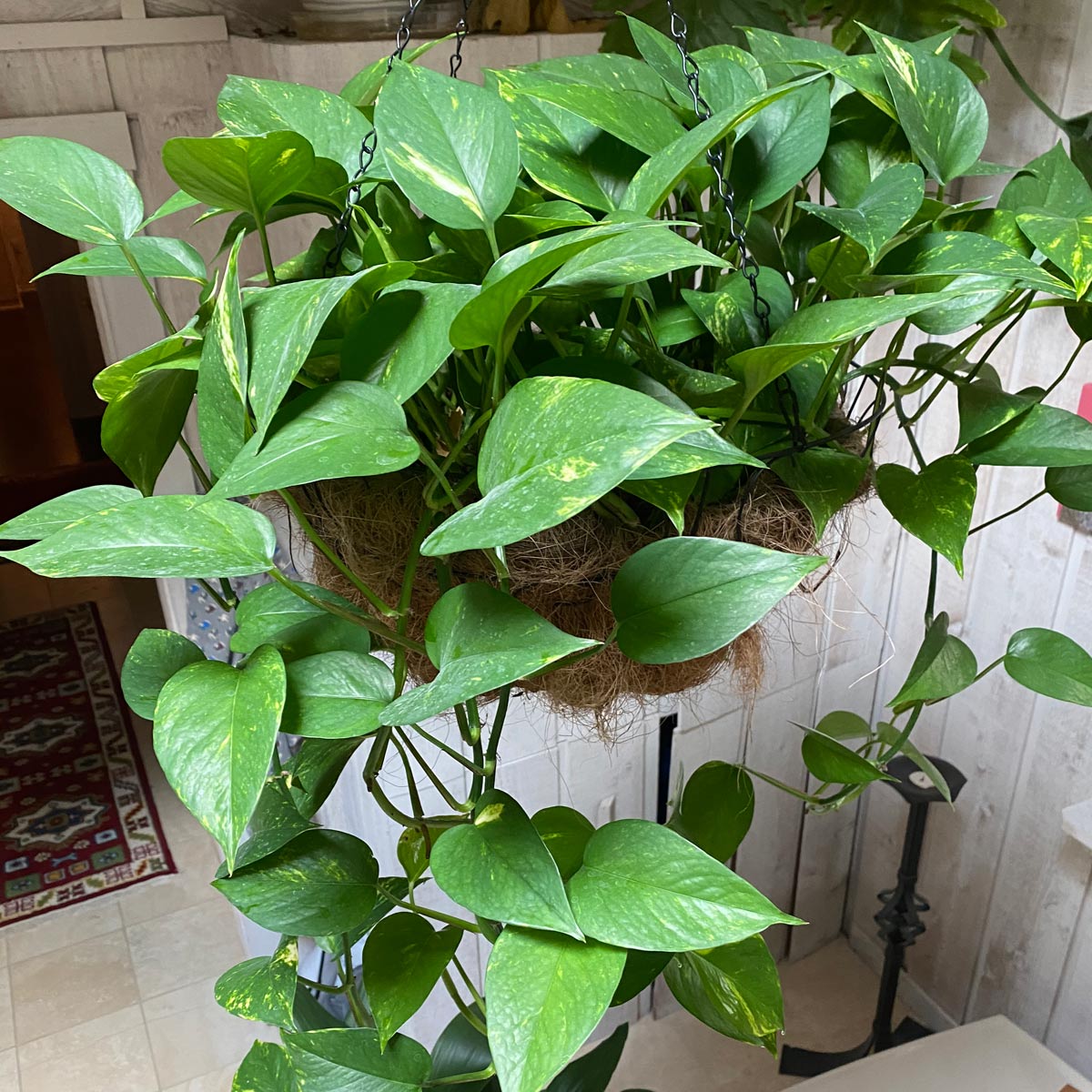 where to buy a pothos plant Epipremnum aureum 'Neon' Pothos (4" Pot)
