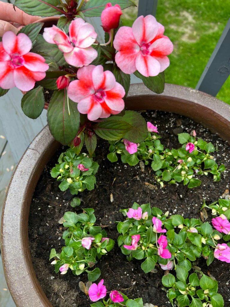 Sunpatiens vs Normal Impatiens