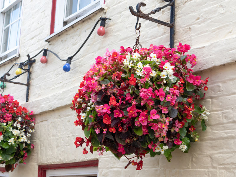 wax-begonia-care