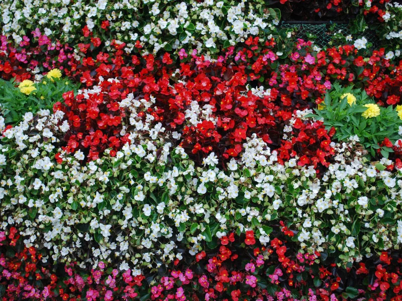 Cuidado de begonias de cera