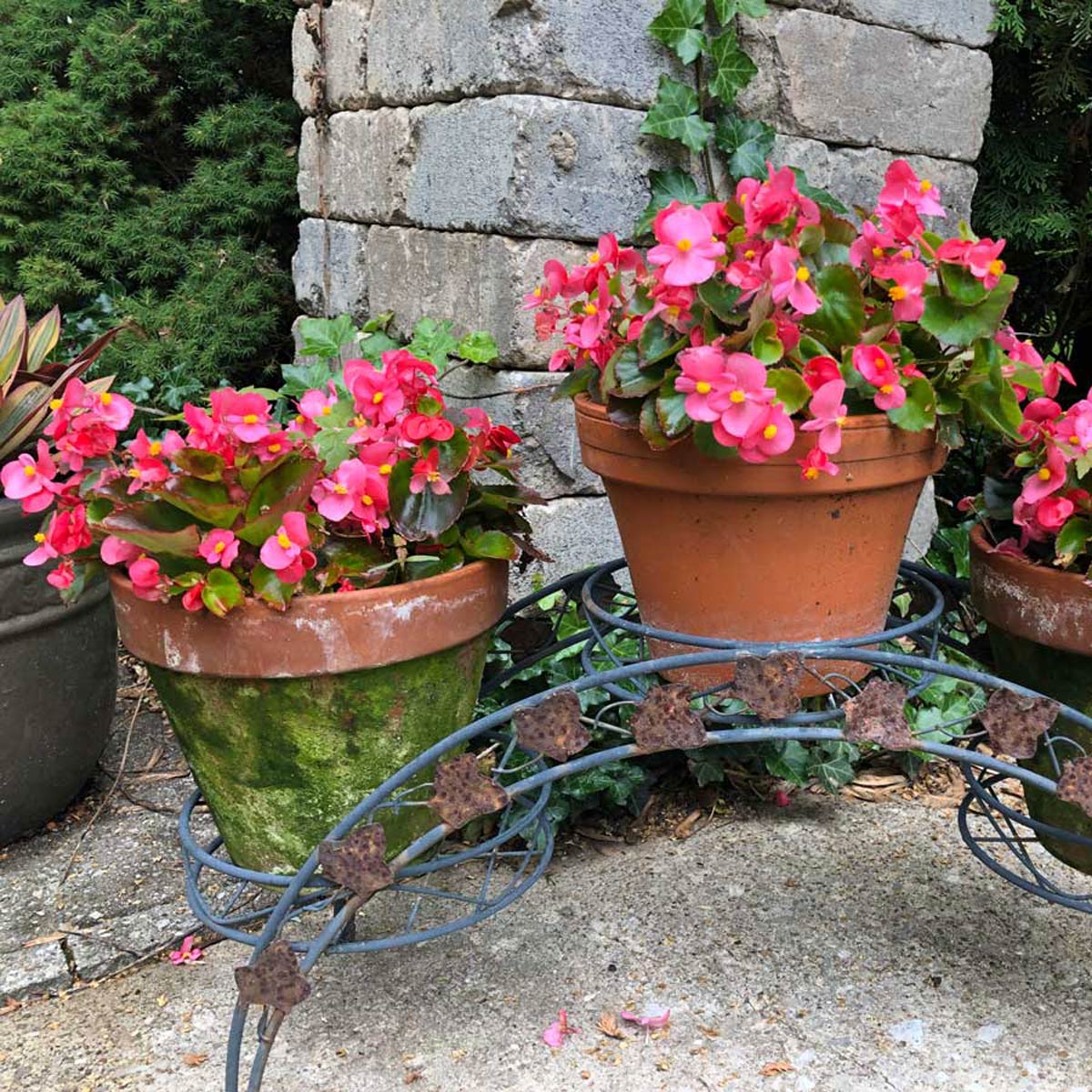 Wax Begonia Care: 11 Easy Tips to Know For Growing