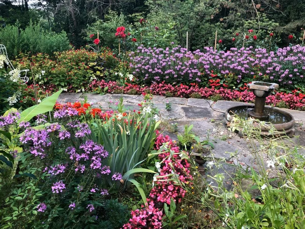 wax-begonias-in-borders