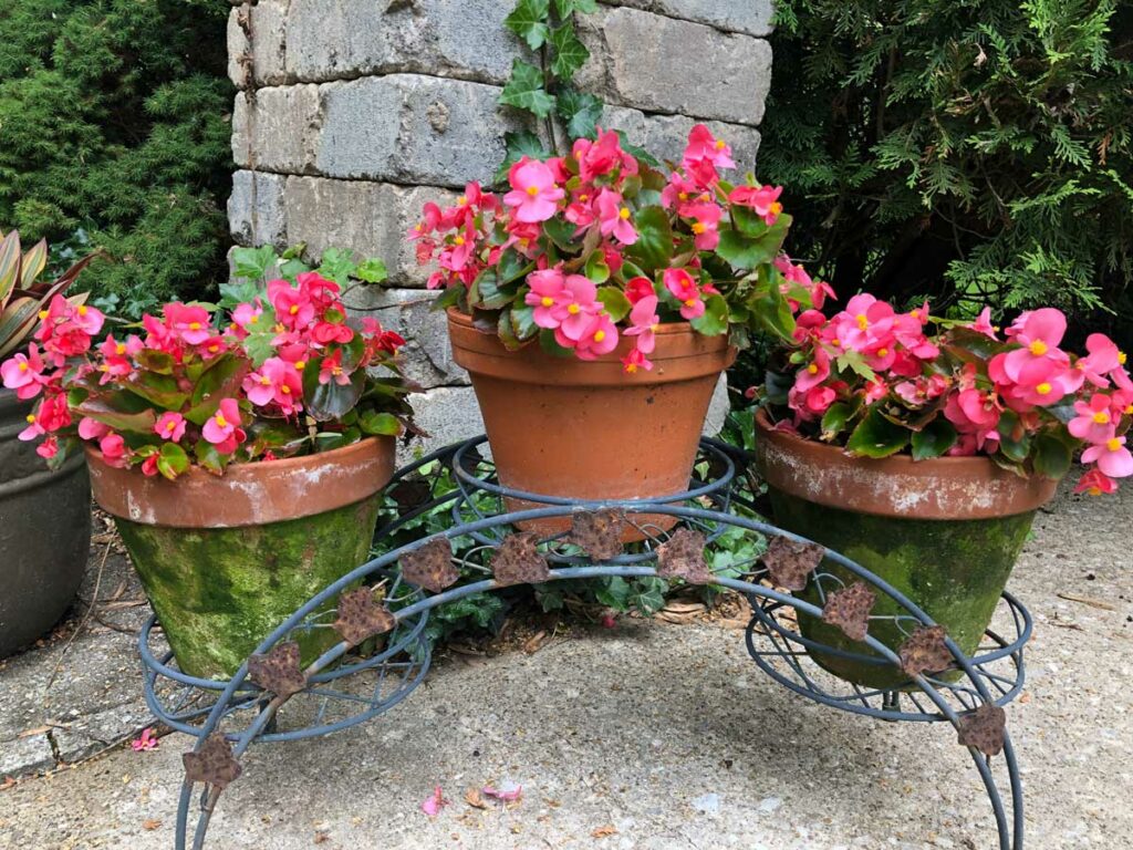 Begonias de cera en la olla