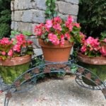 Wax Begonia Care: 11 Easy Tips to Know For Growing wax-begonias-in-pots