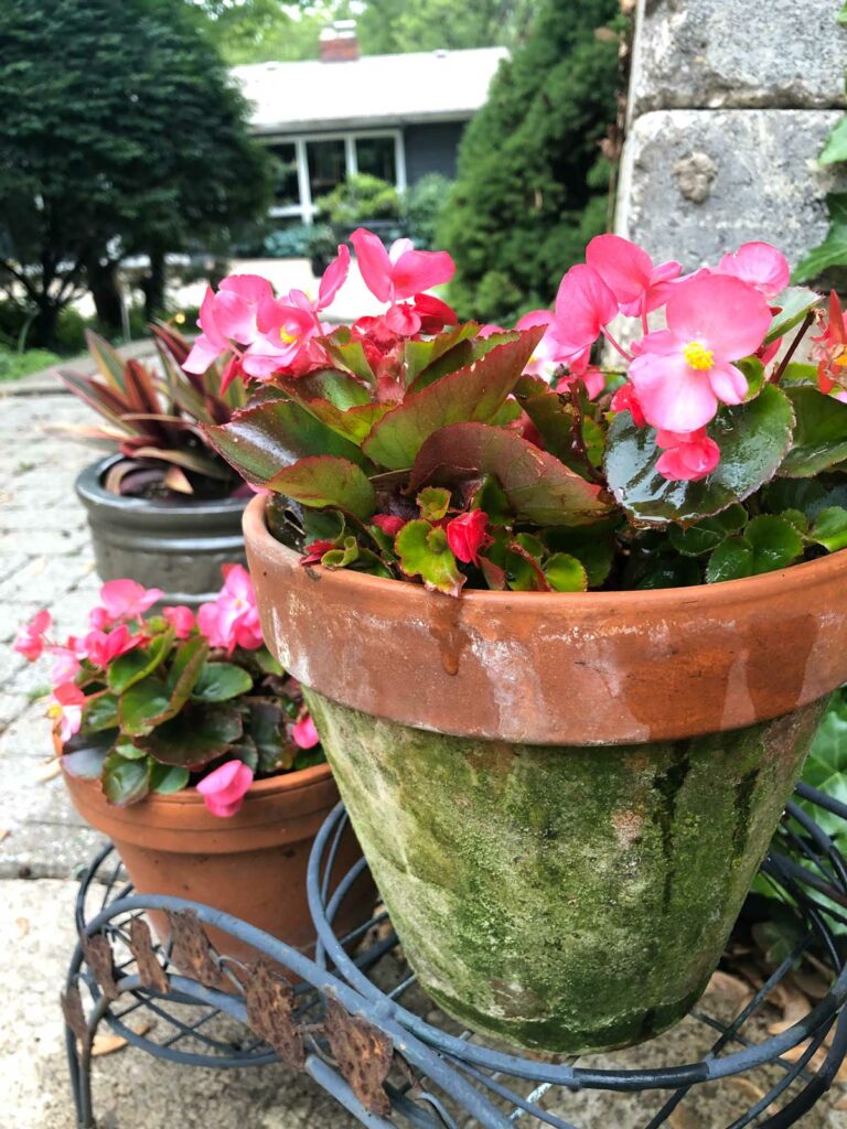 wax-begonias-in-pots