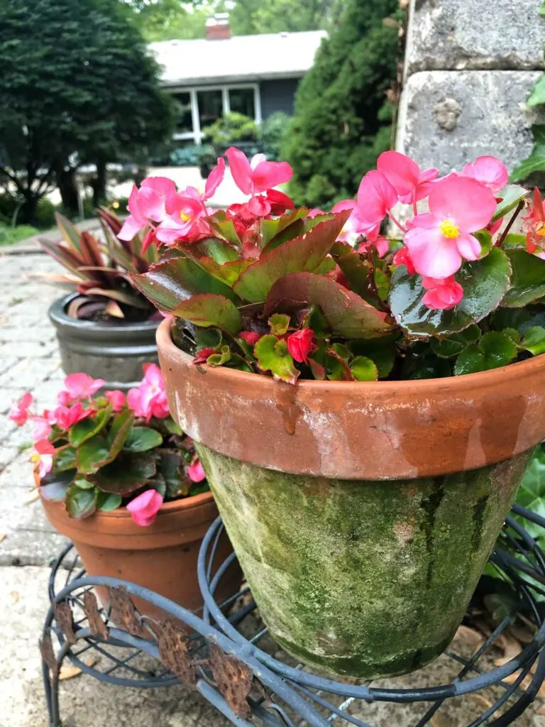 Begonias de cera en la olla