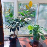 Best Soil for Rubber Plant: 3 Amazing Choices to Use best-soil-for-rubber-plant