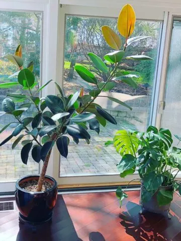 best-soil-for-rubber-plant