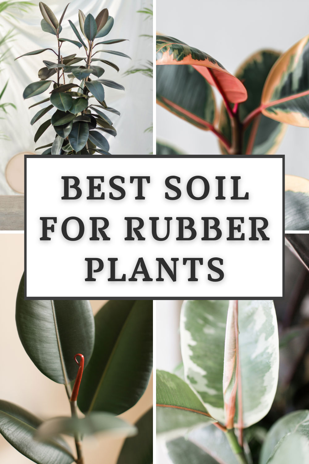 Best Soil for Rubber Plant 3 Amazing Choices to Use