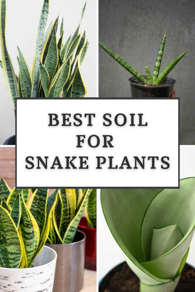 El mejor suelo para las plantas de serpiente.