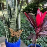 best-soil-for-snake-plants
