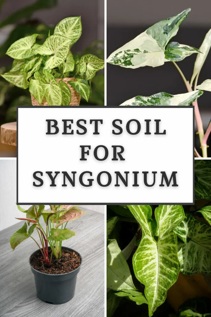 El mejor suelo para syngonium