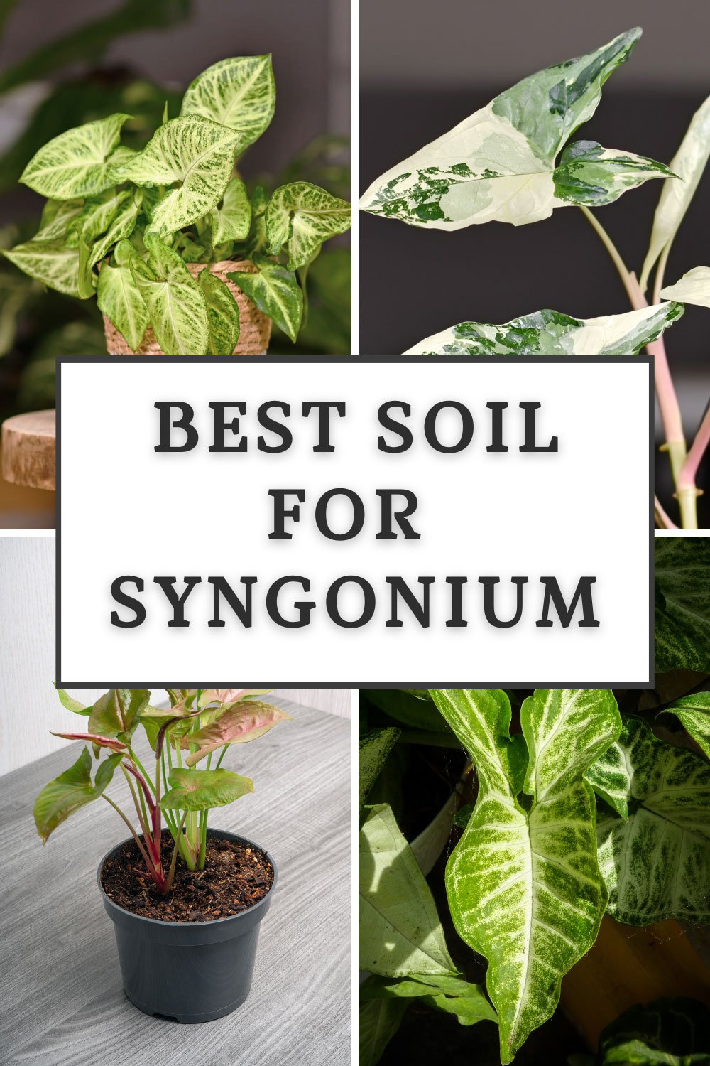 Best Soil for Syngonium 3 Ultimate Potting Mixes