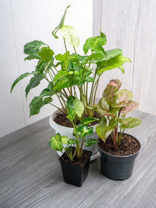 best-soil-for-syngonium