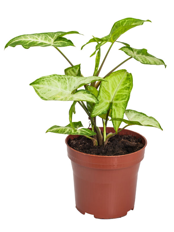 best-soil-for-syngonium