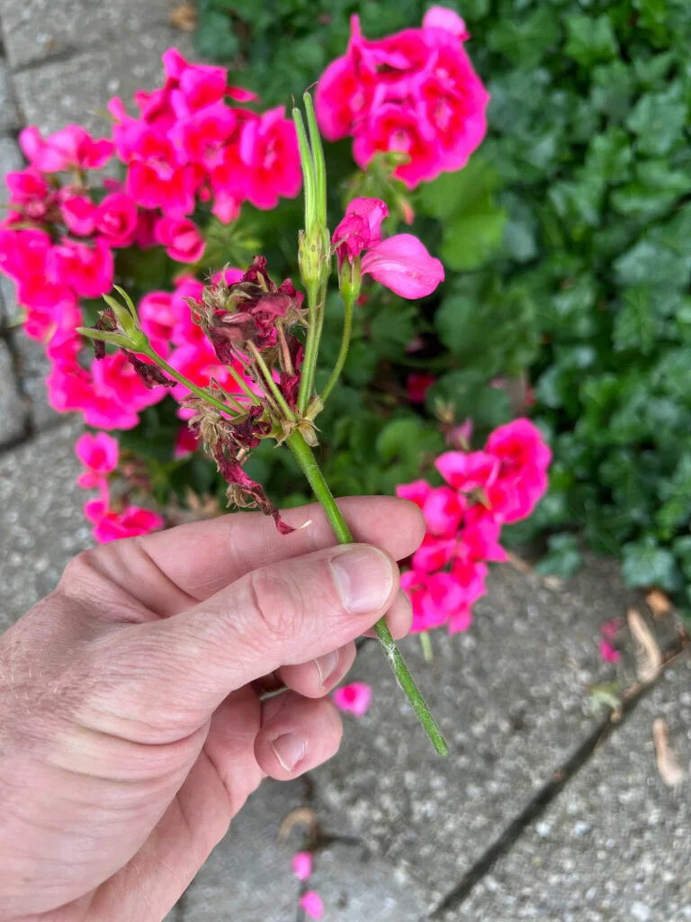 deadheading-geraniums