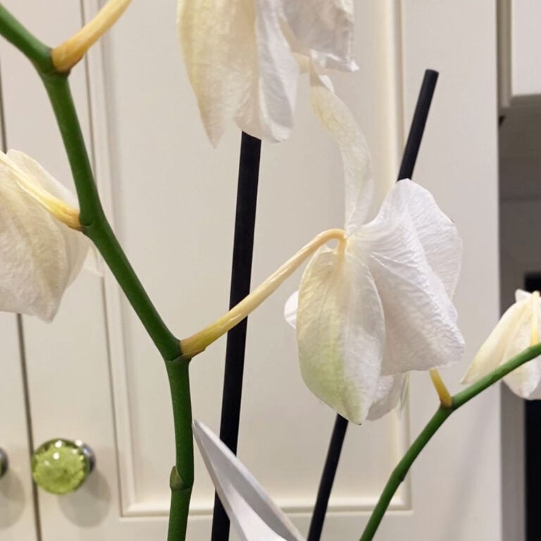 Droopy Orchid Flowers? 3 Common Reasons & Explanations