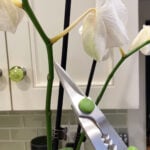 Droopy Orchid Flowers? 3 Common Reasons & Explanations droopy-orchid-flowers