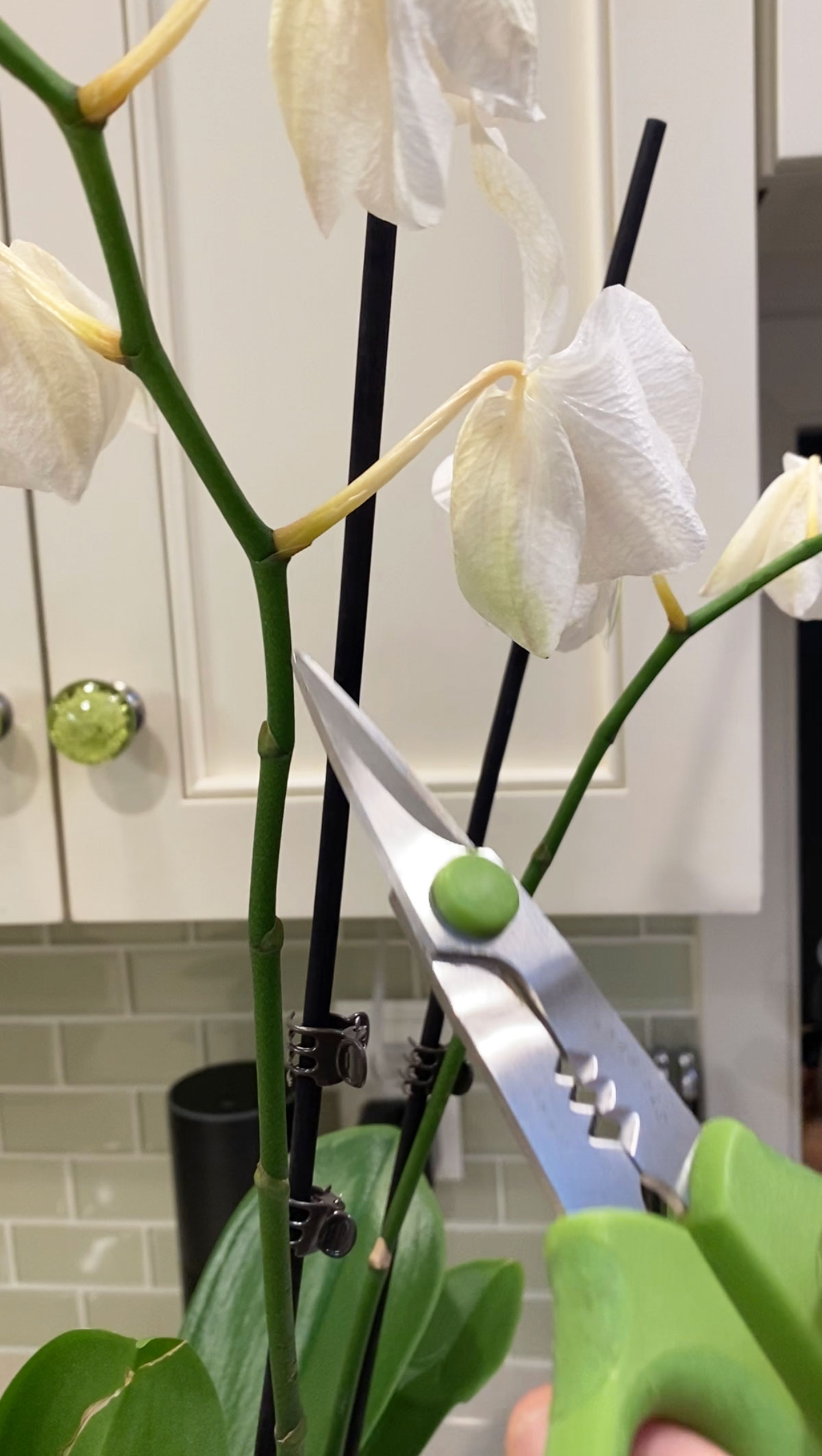 Droopy Orchid Flowers 3 Common Reasons