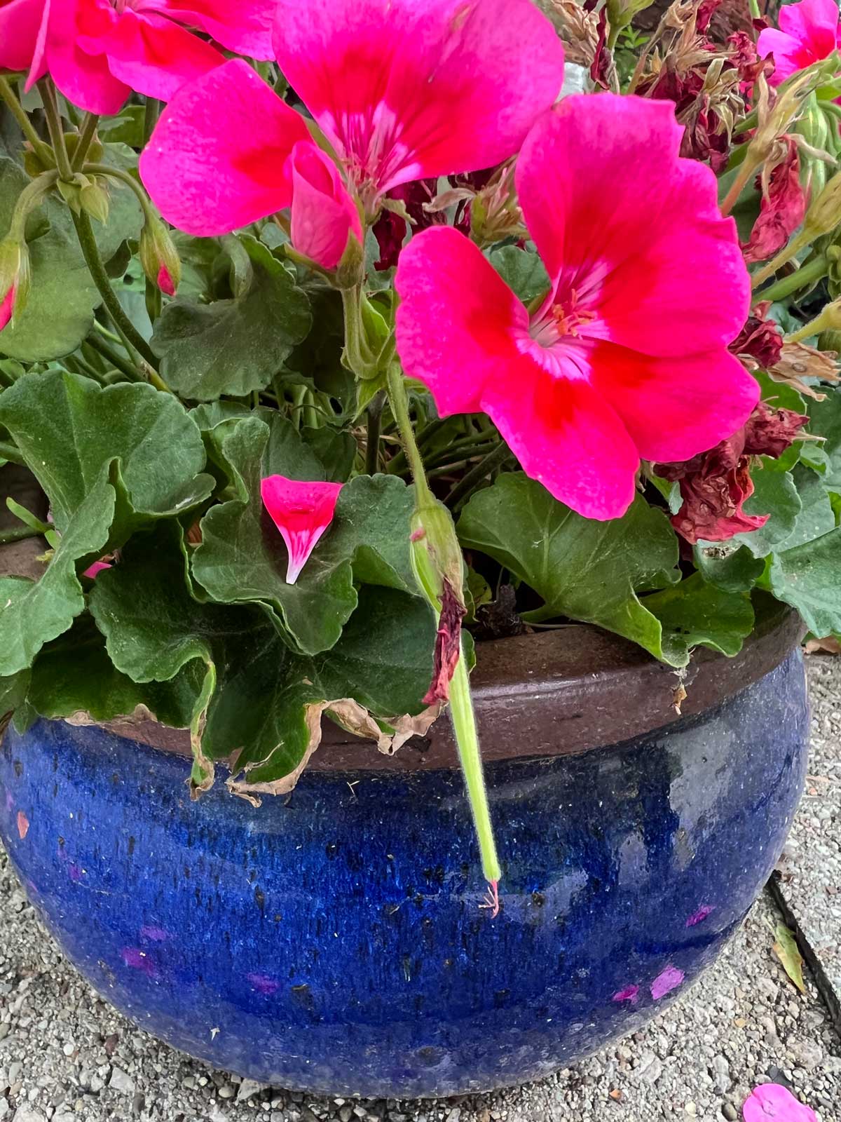 How to Get Geraniums to Bloom 3 Secrets for Success