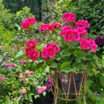 How to Get Geraniums to Bloom: 3 Secrets for Success geraniums-to-bloom-1200x1200