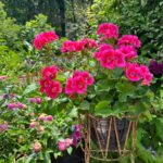 How to Get Geraniums to Bloom: 3 Secrets for Success how-to-get-geraniums-to-bloom