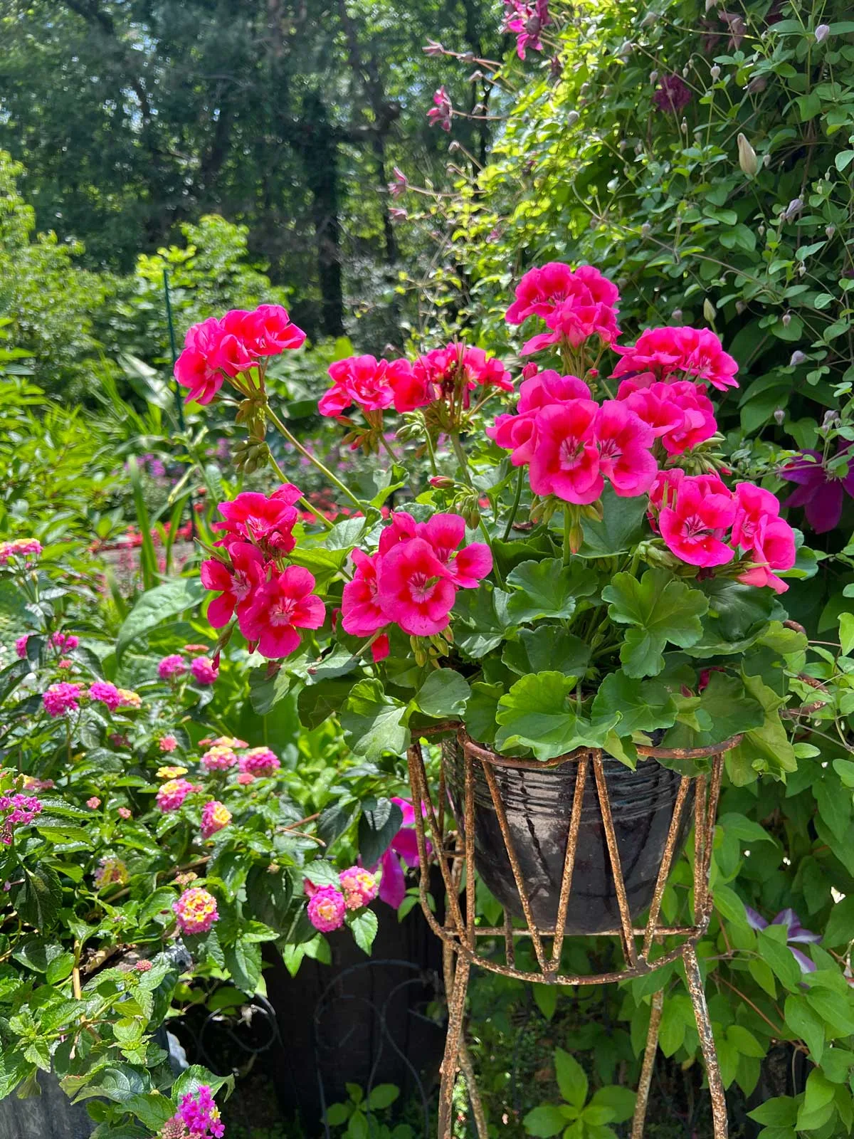 how-to-get-geraniums-to-bloom