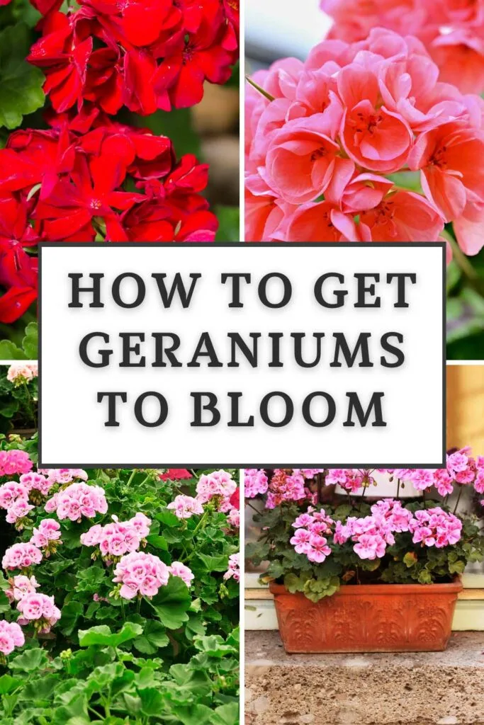 Cómo hacer florecer los geranios