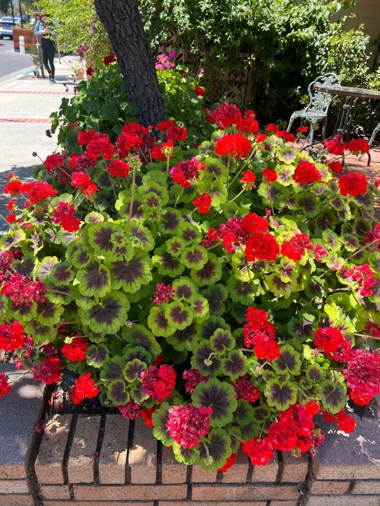 how-to-get-geraniums-to-bloom