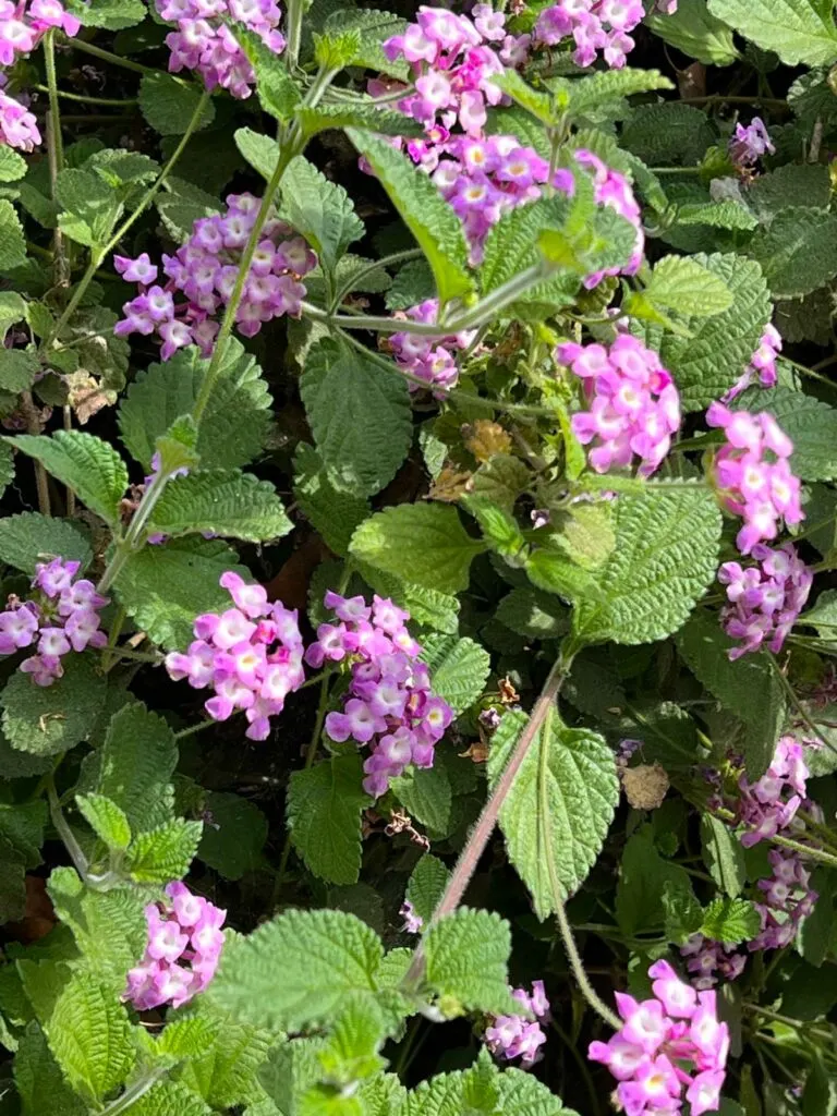 how-to-grow-lantana-in-pots