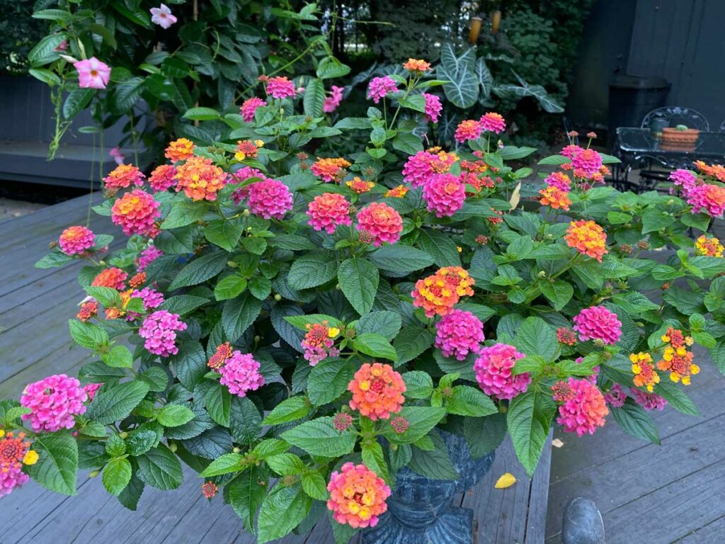 How To Grow Lantana In Pots Ultimate Care Guide