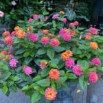 how-to-grow-lantana-in-pots