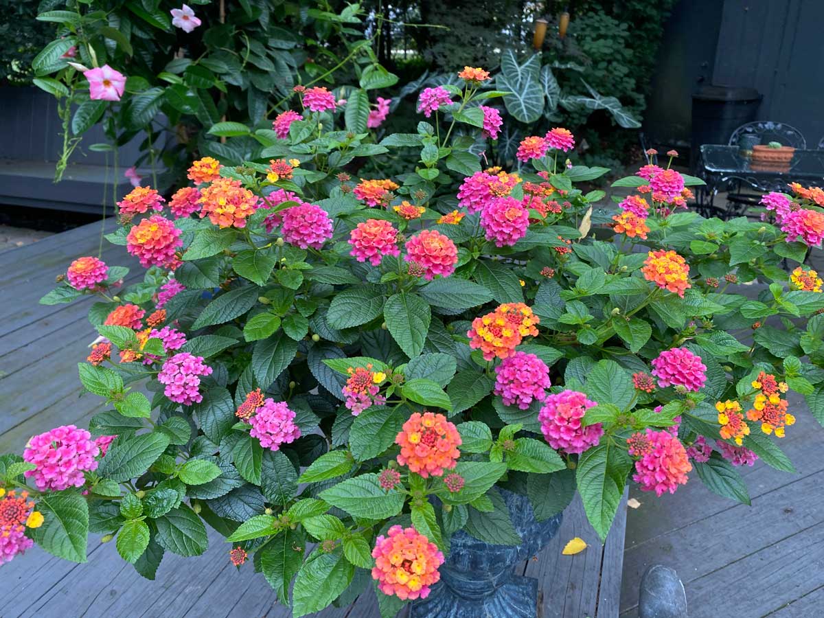 Lantana on sale in pots