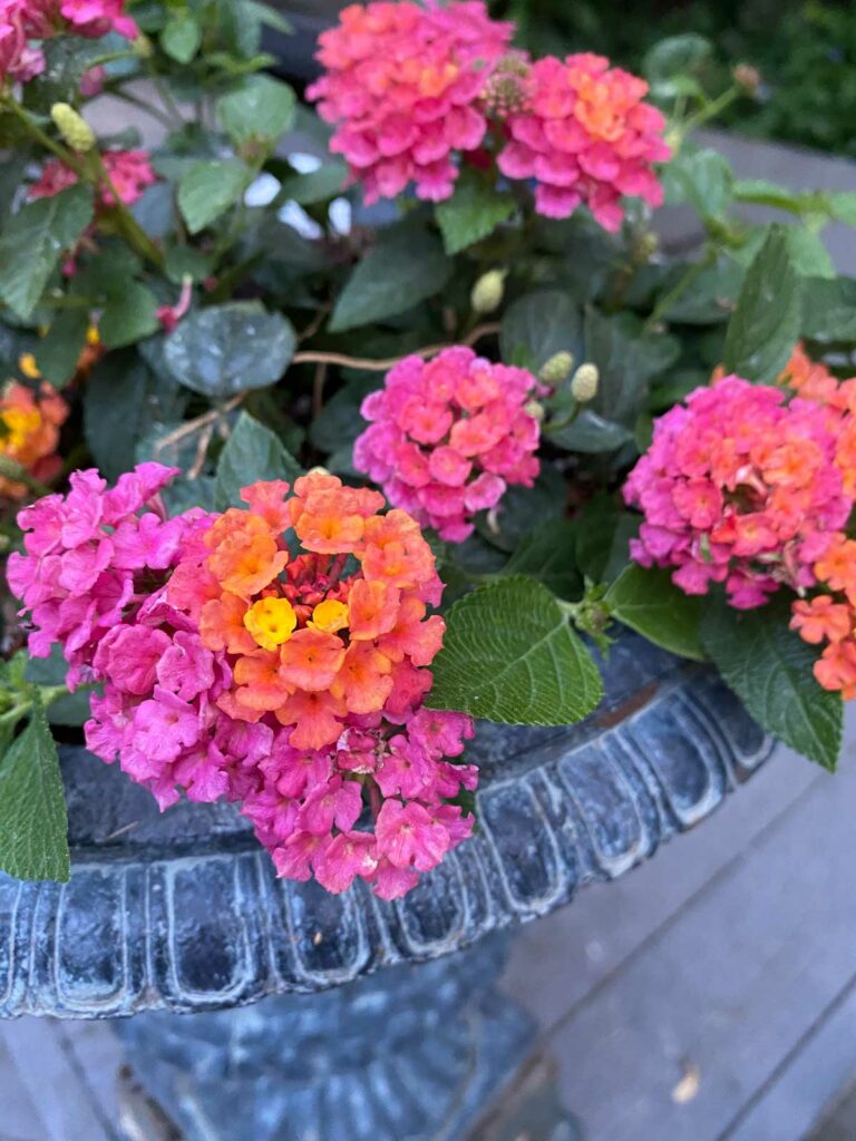 Cómo cultivar lantana en macetas