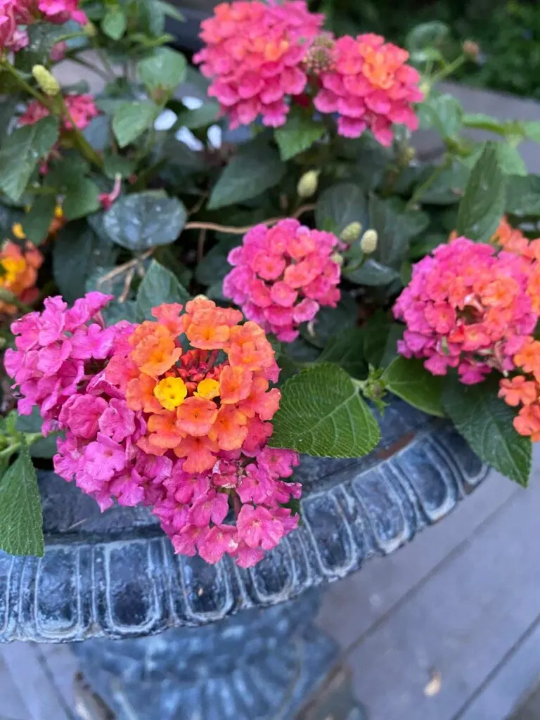 Cómo cultivar lantana en macetas