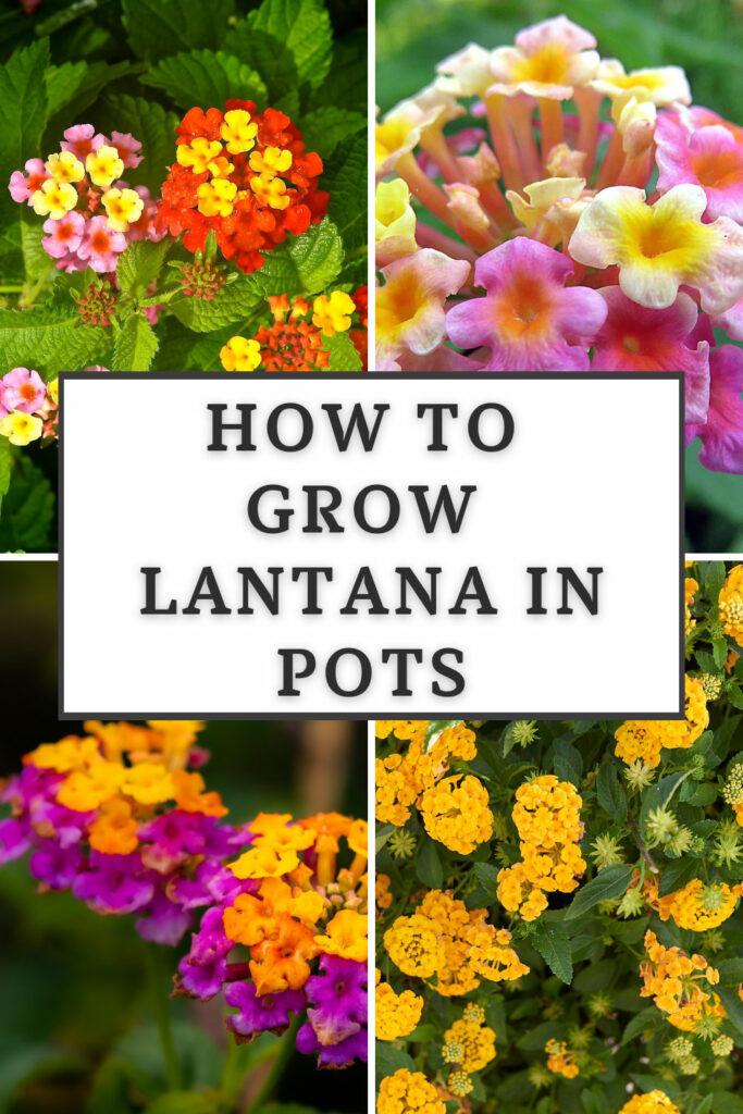 Cómo cultivar lanatana en macetas