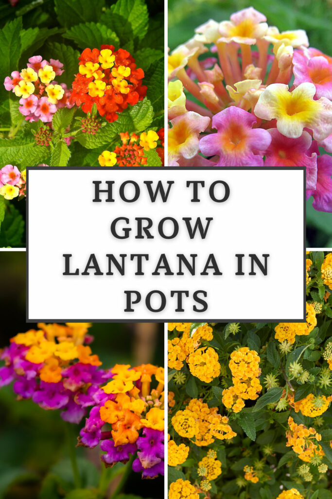 Lantana in pots online
