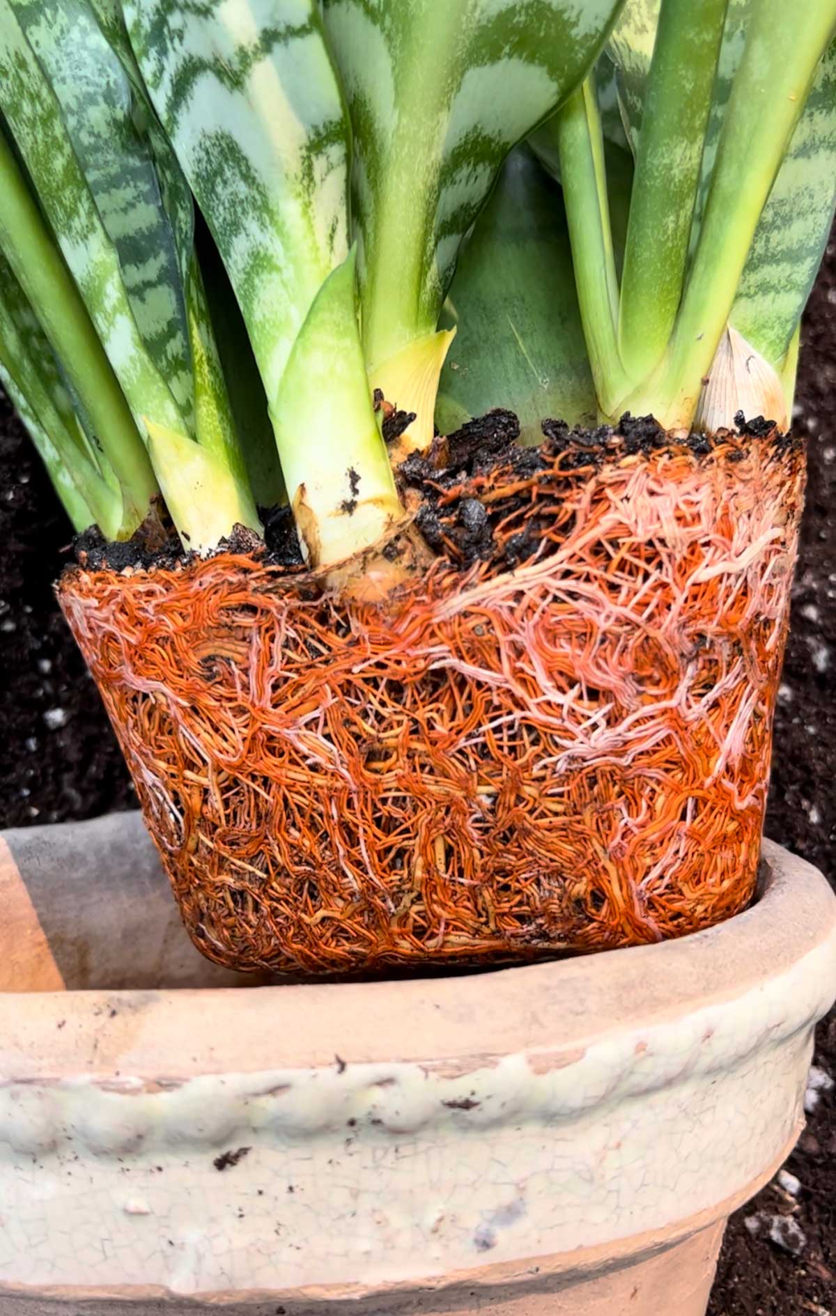 How To Repot Calathea