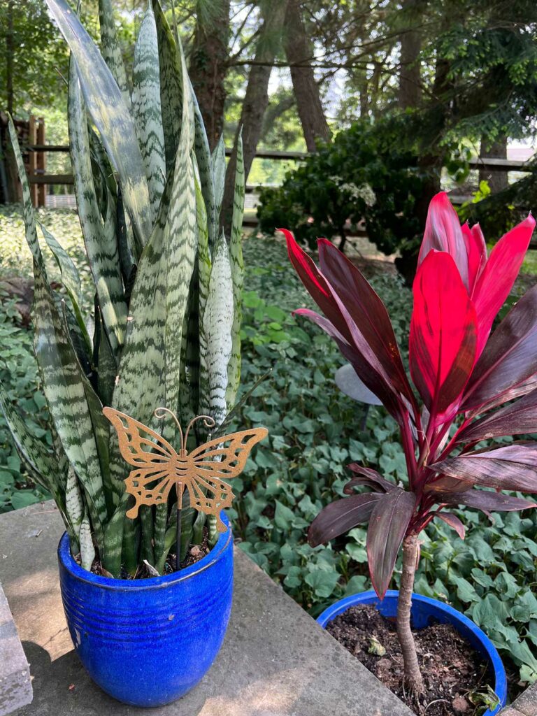 Cómo trasplantar una planta de serpiente