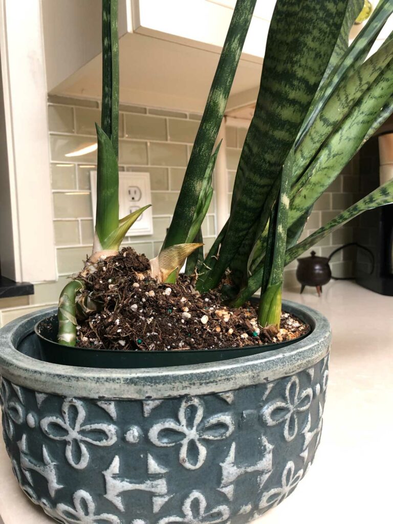 snake-plant-coming-out-of-pot