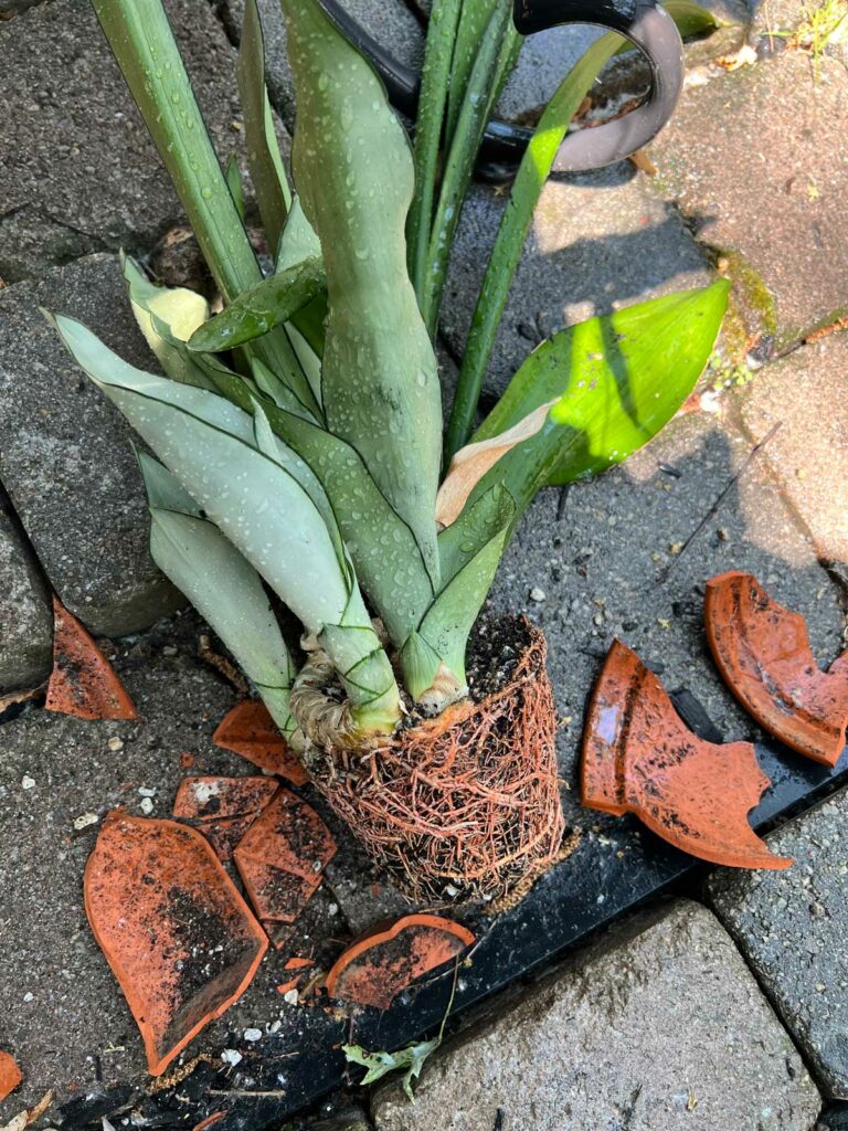 Cómo trasplantar una planta de serpiente