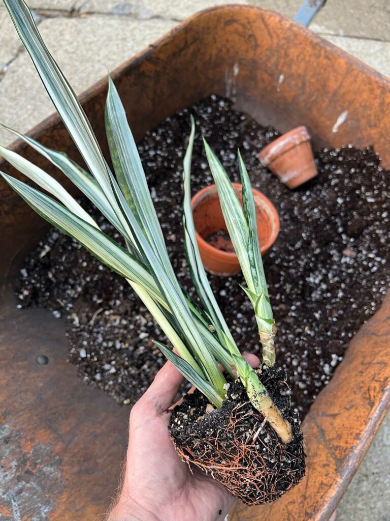 Cómo trasplantar una planta de serpiente