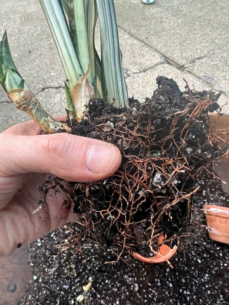 Cómo trasplantar una planta de serpiente