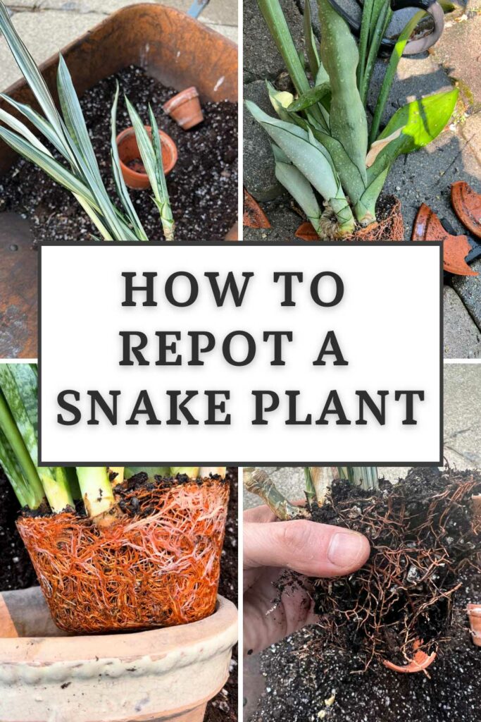 Cómo trasplantar una planta de serpiente