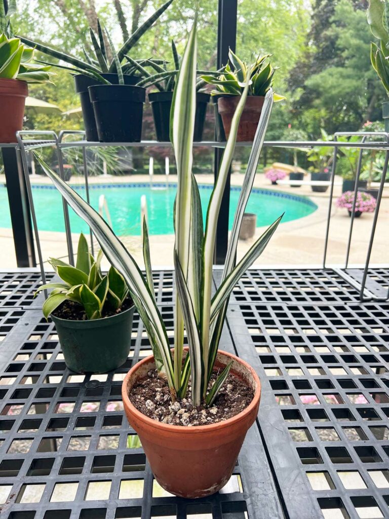 Cómo trasplantar una planta de serpiente