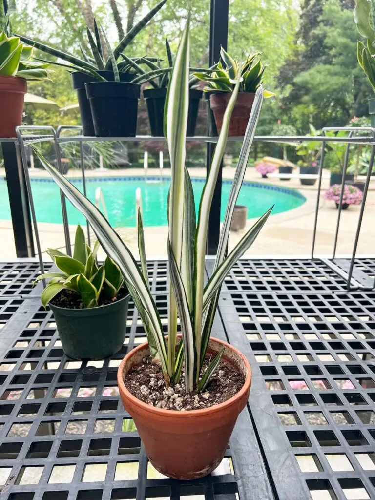 how-to-repot-a-snake-plant